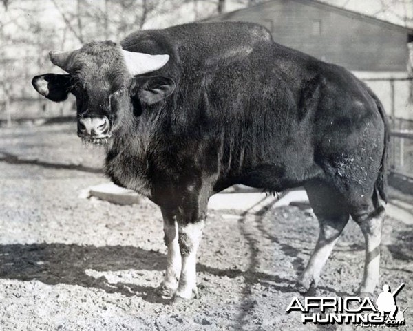 Young East India Gaur