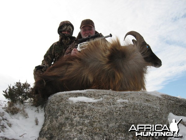 nice bull tahr