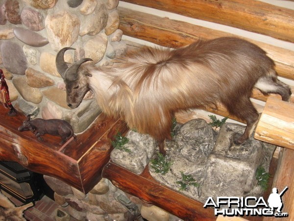 full mounted tahr