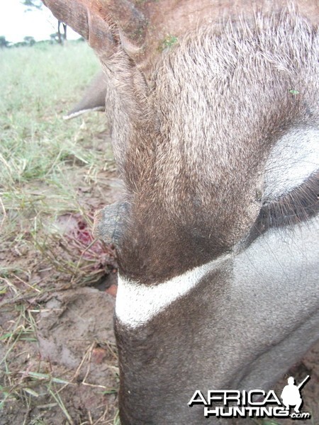 Three horned Greater Kudu hunted in Namibia