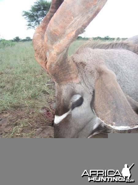 Three horned Greater Kudu hunted in Namibia