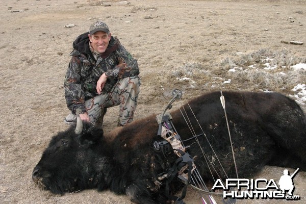 American Bison