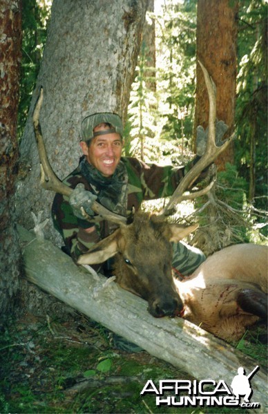 Rocky Mtn. Elk-Colorado