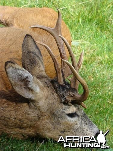 Roe Deer Hunting in Bulgaria