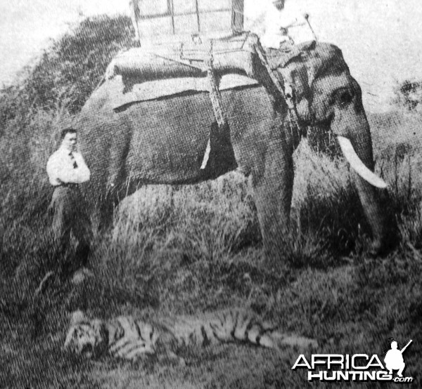 Hunting Tiger 1886