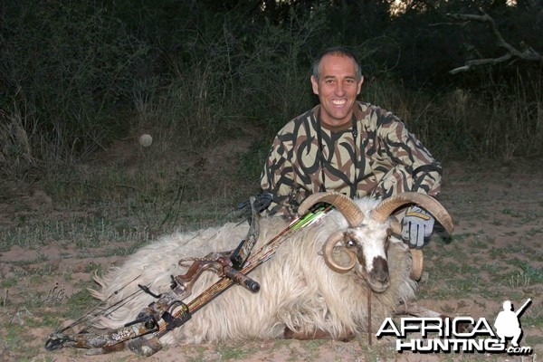 Multi-horned Ram-Argentina