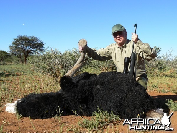 Hunting Ostrich in Namibia