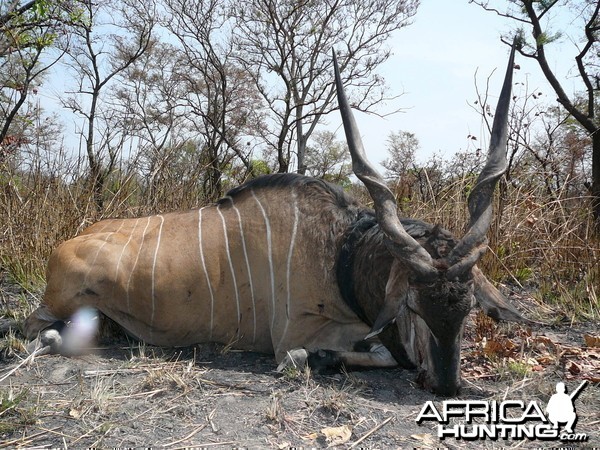 Hunting Giant Eland in CAR