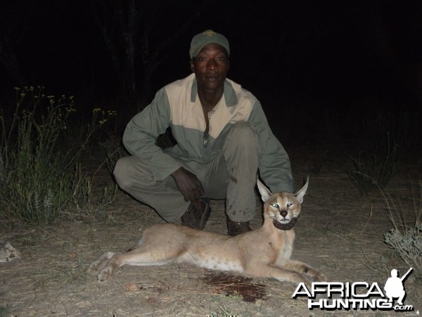 Hunting Caracal in Namibia