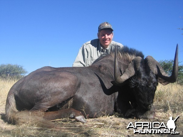 Namibia Black Wildebeest