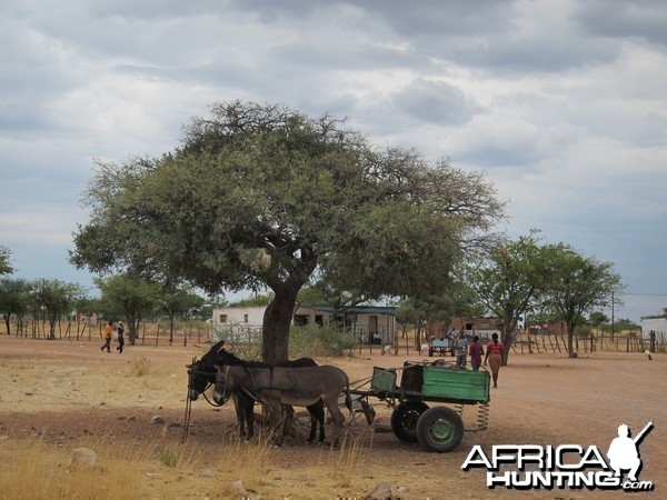 Donkey Cart Damaraland Namibia