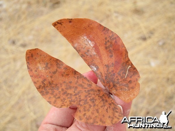 Damaraland Namibia