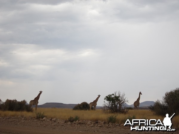 Giraffe Damaraland Namibia