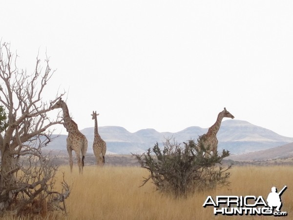 Giraffe Damaraland Namibia