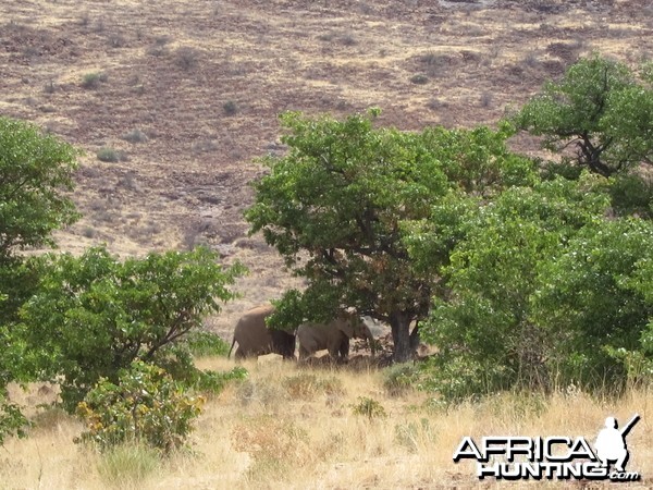 Elephant Damaraland Namibia