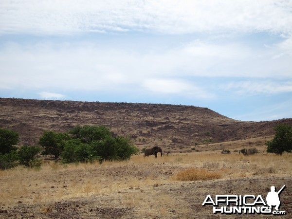 Elephant Damaraland Namibia