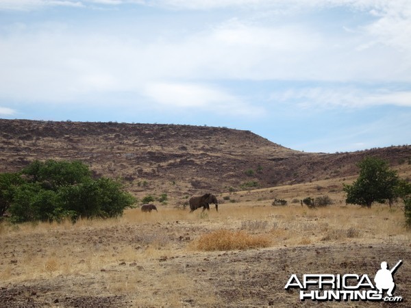 Elephant Damaraland Namibia