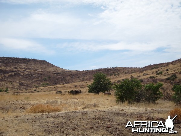 Elephant Damaraland Namibia