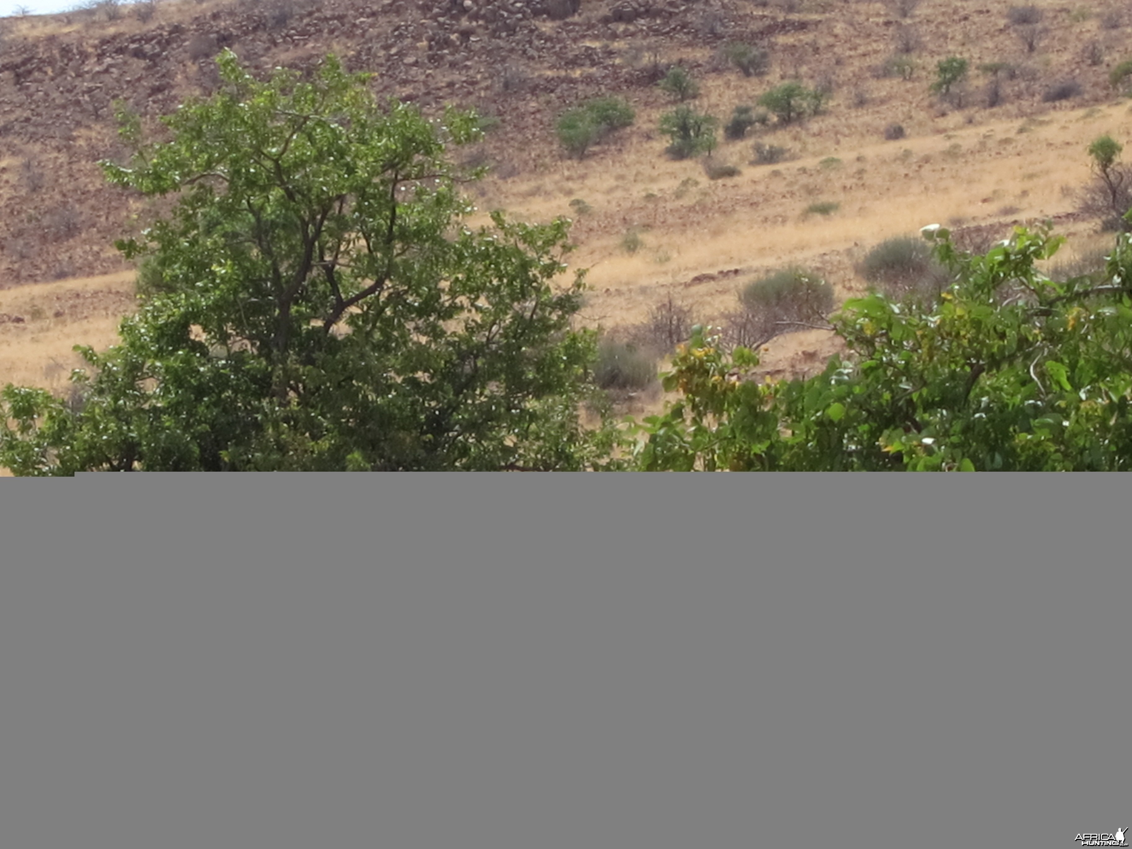Elephant Damaraland Namibia