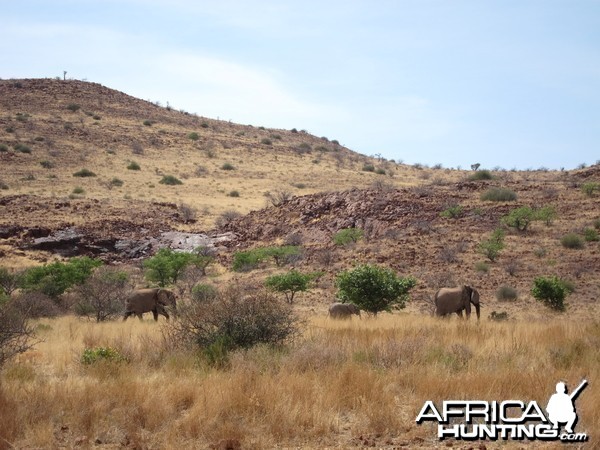 Elephant Damaraland Namibia