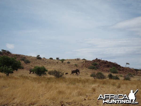 Elephant Damaraland Namibia