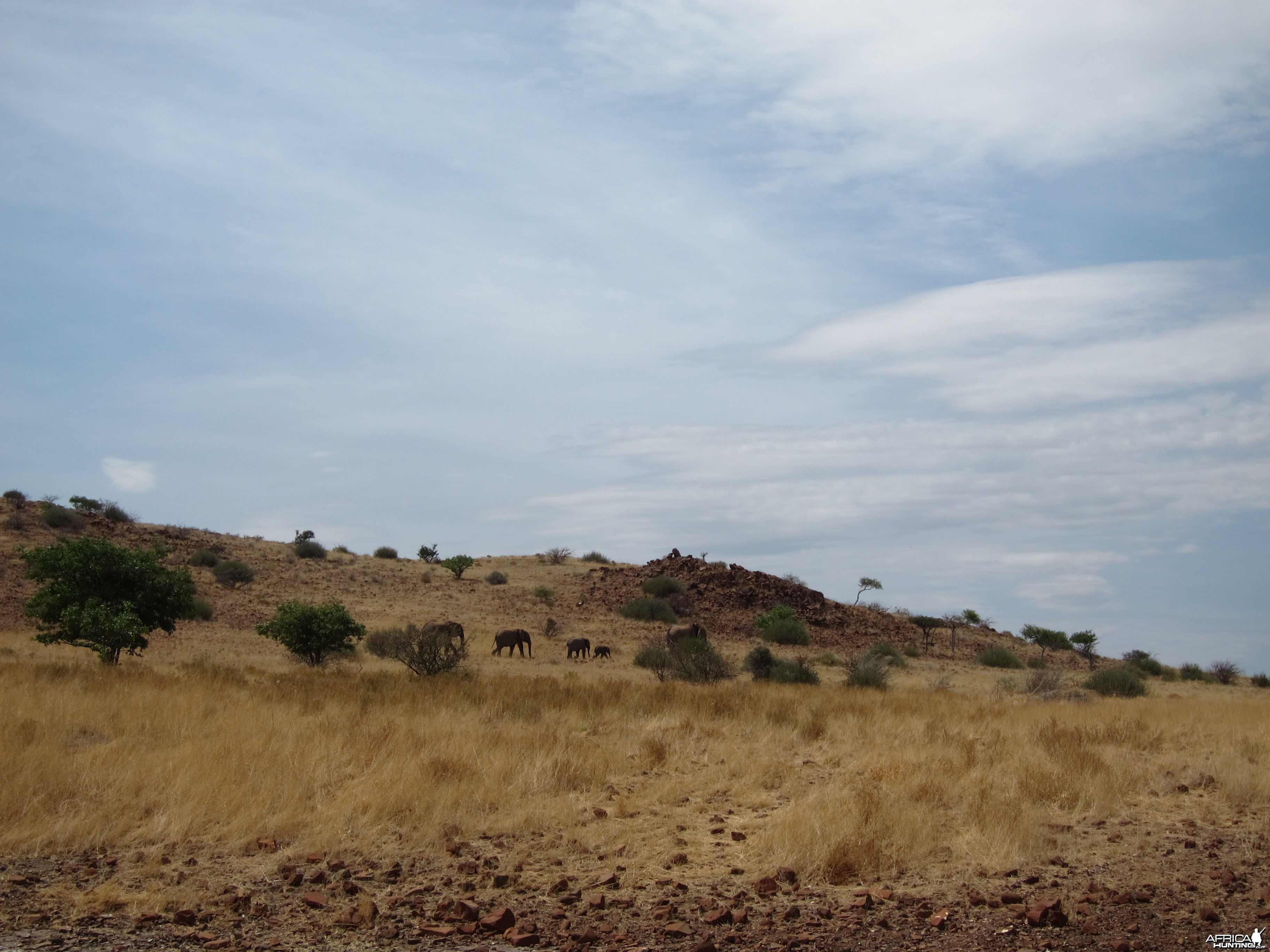 Elephant Damaraland Namibia