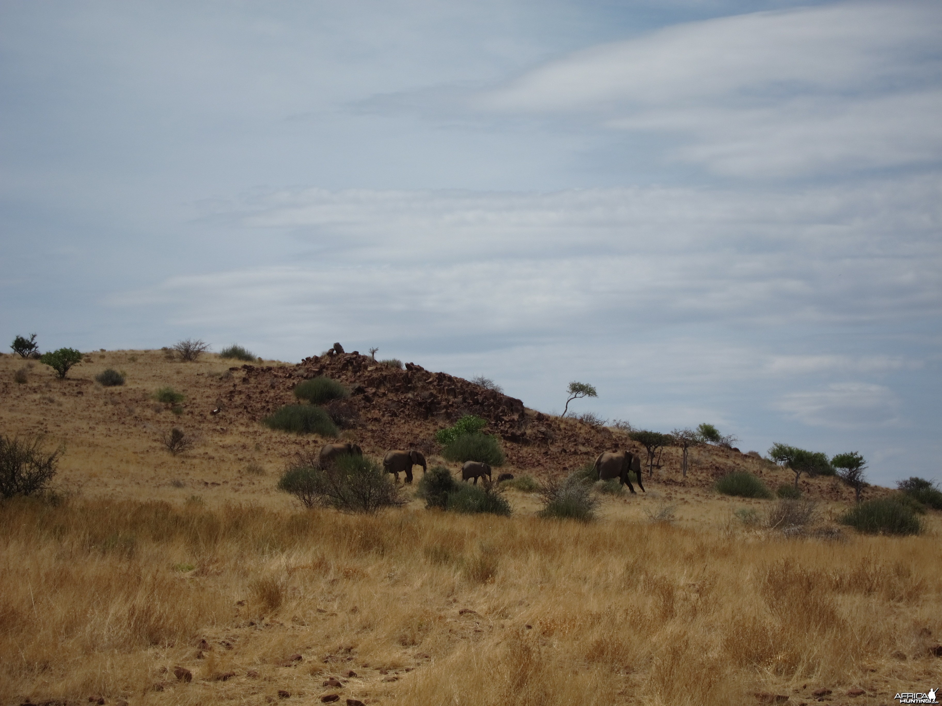 Elephant Damaraland Namibia