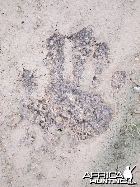 Baboon Track Damaraland Namibia