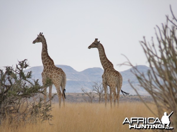 Giraffe Damaraland Namibia