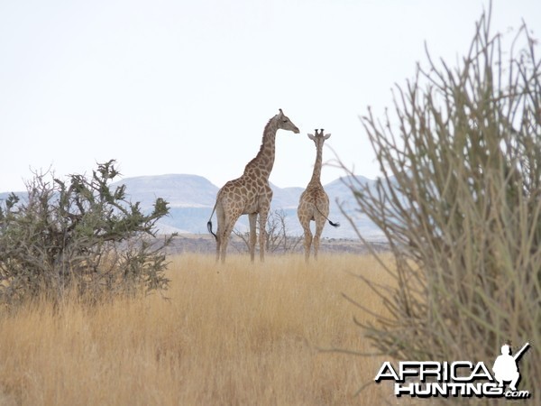 Giraffe Damaraland Namibia