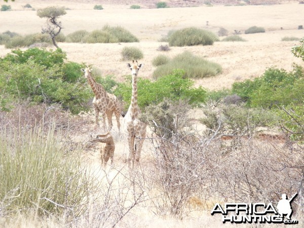 Giraffe Damaraland Namibia