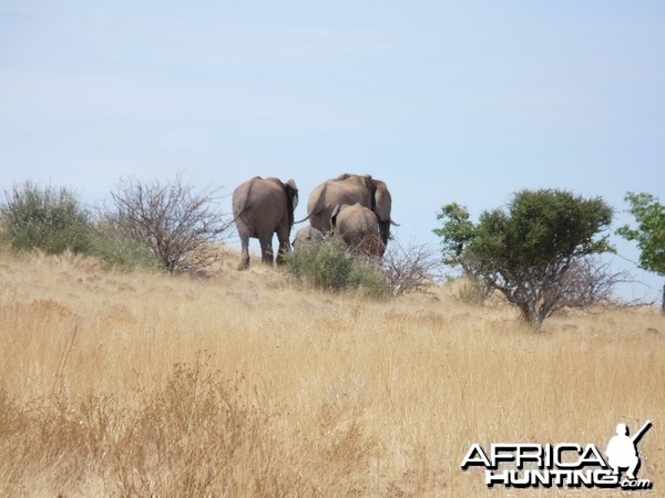 Elephant Damaraland Namibia