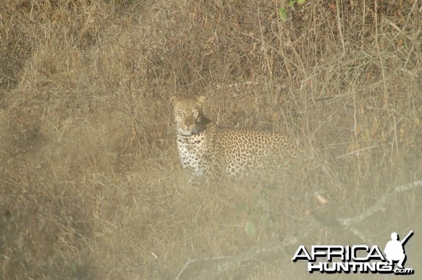 Leopard Tanzania