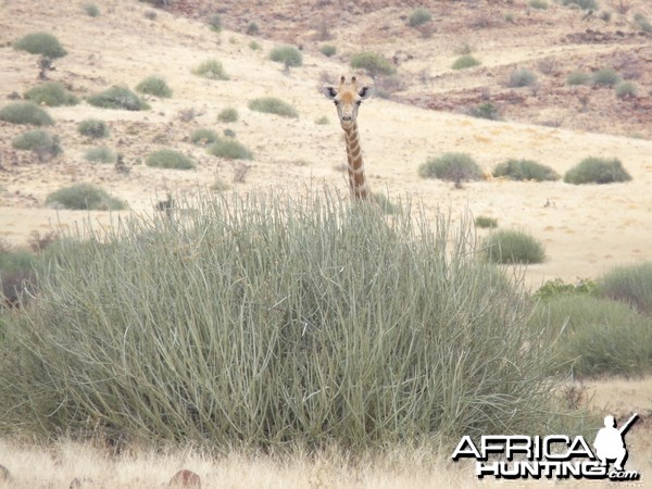 Giraffe Damaraland Namibia