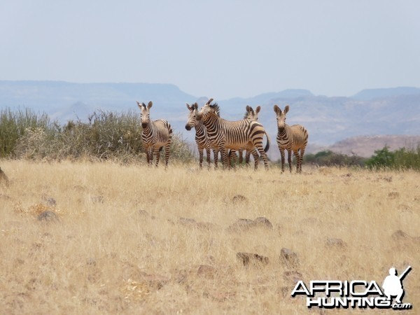 Hartmann's Zebra Damaraland Namibia