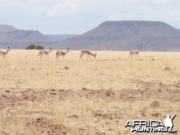 Springbok Damaraland Namibia