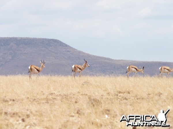 Springbok Damaraland Namibia