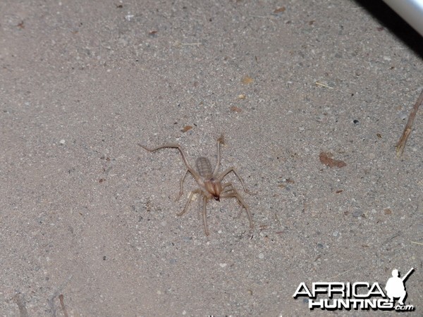 Camel Spider Damaraland Namibia