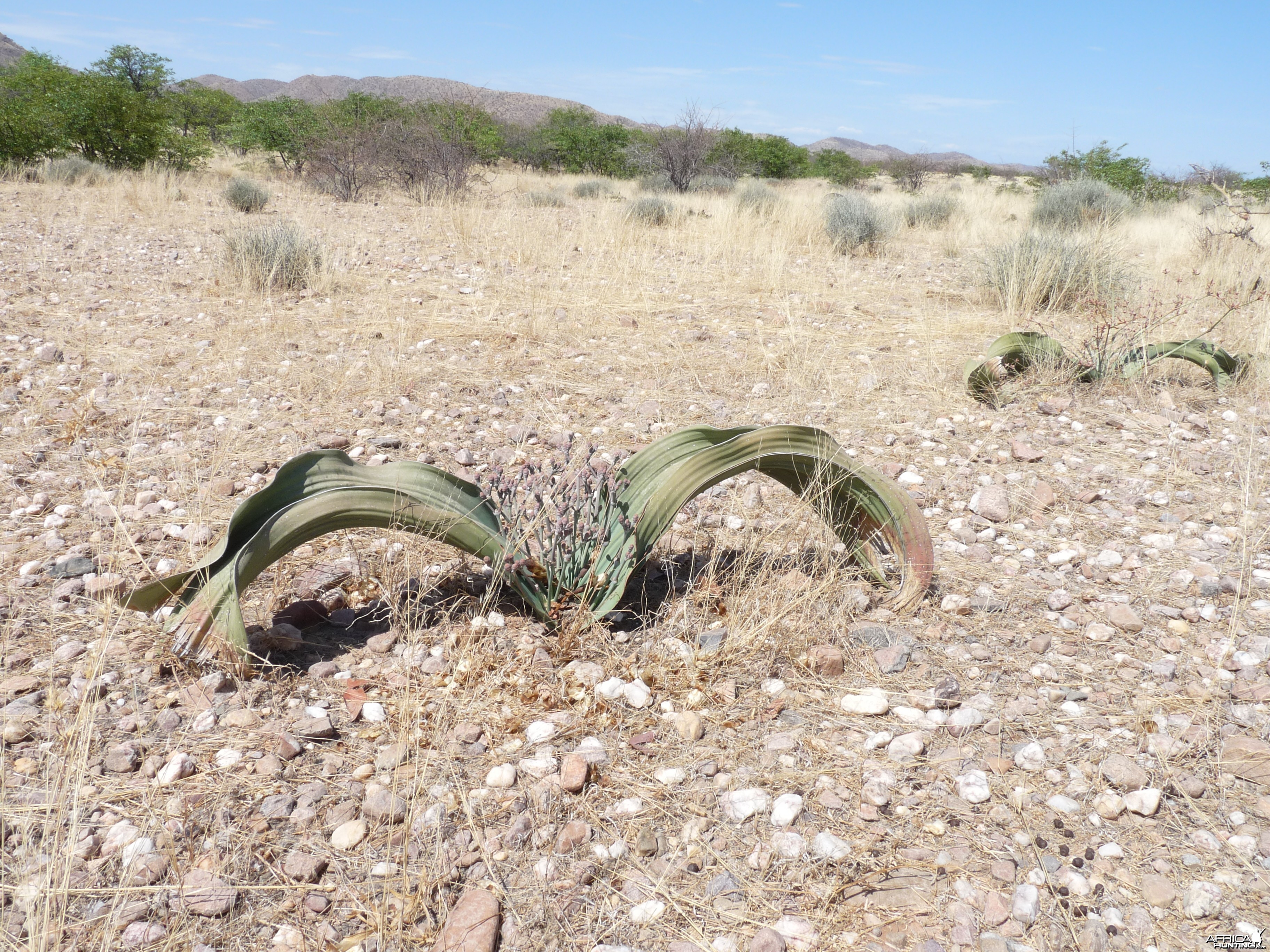 Welwitschia Damaraland Namibia