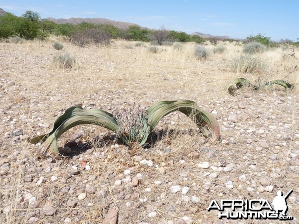 Welwitschia Damaraland Namibia