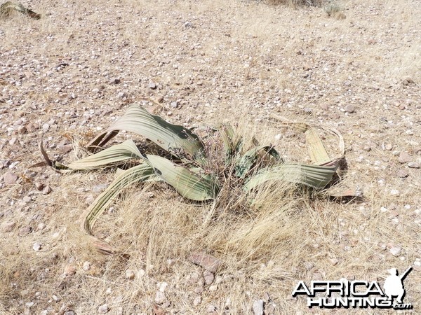 Welwitschia Damaraland Namibia