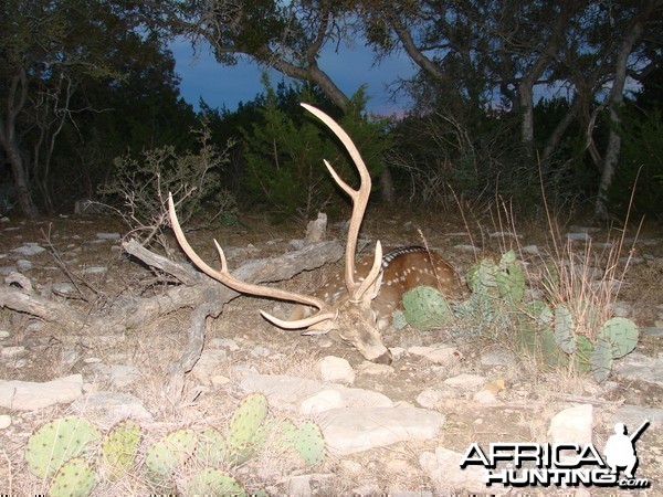 Sonora, TX My Axis buck 2010