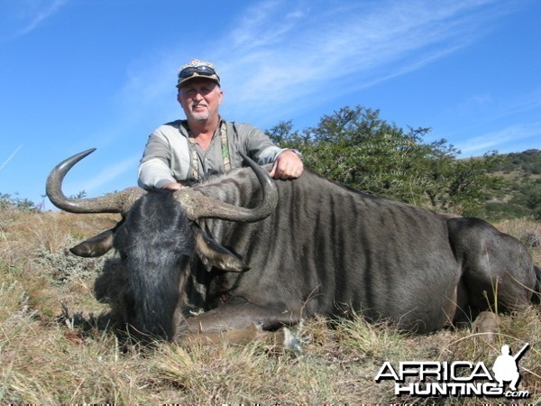 Blue Wildebeest East Cape, SA 2004