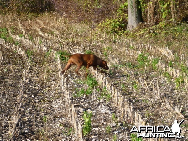 Vizsla Hunting in France