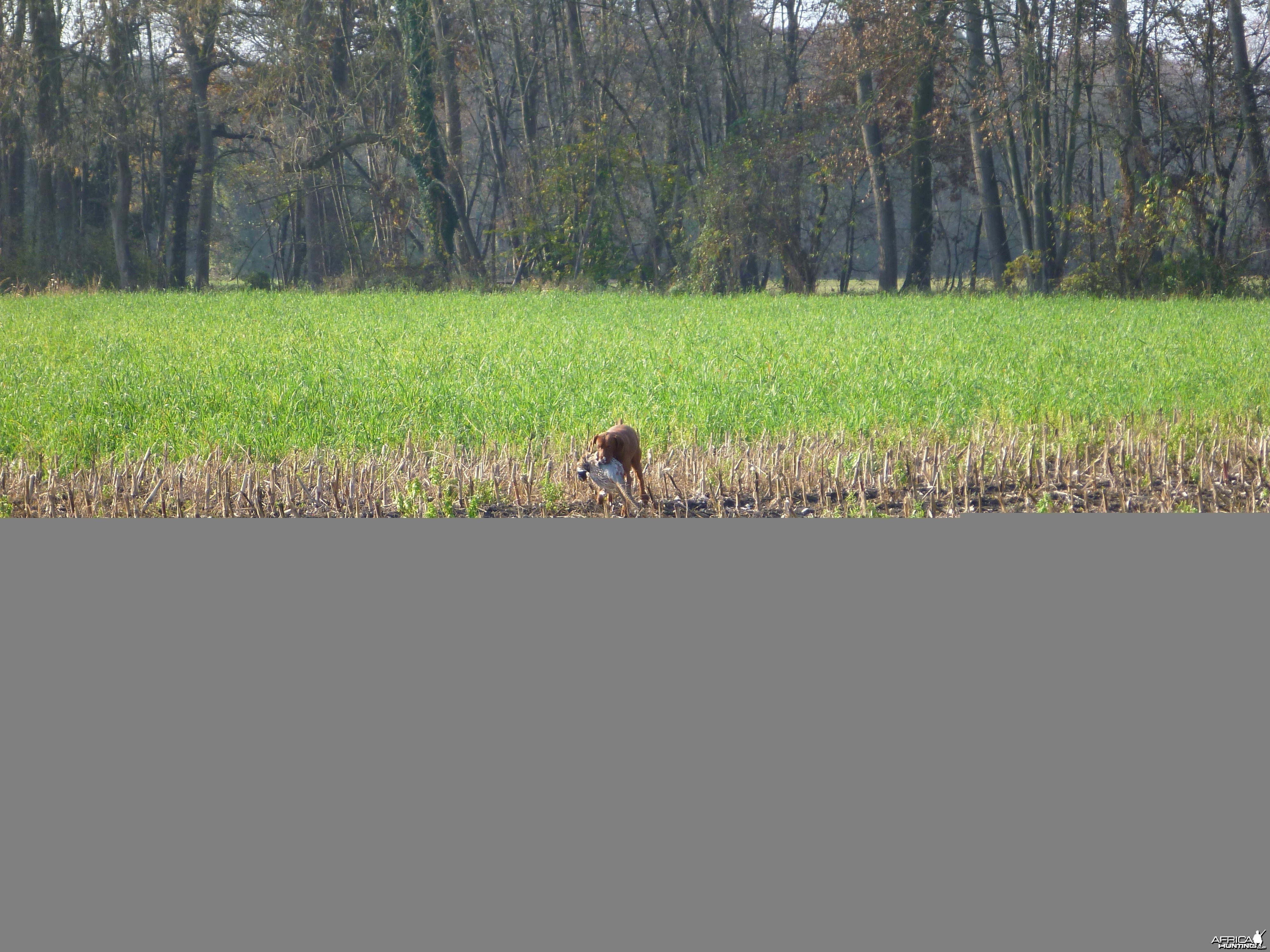 Vizsla Hunting in France