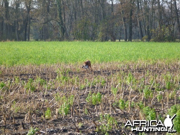 Vizsla Hunting in France