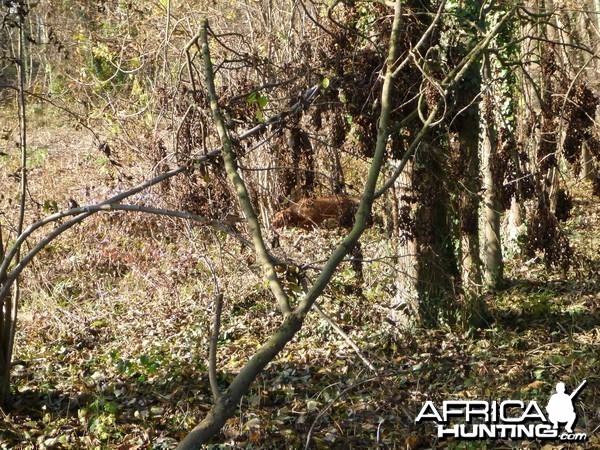 Vizsla Hunting in France