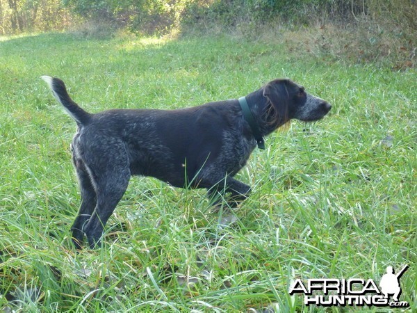 Drahthaar Hunting in France