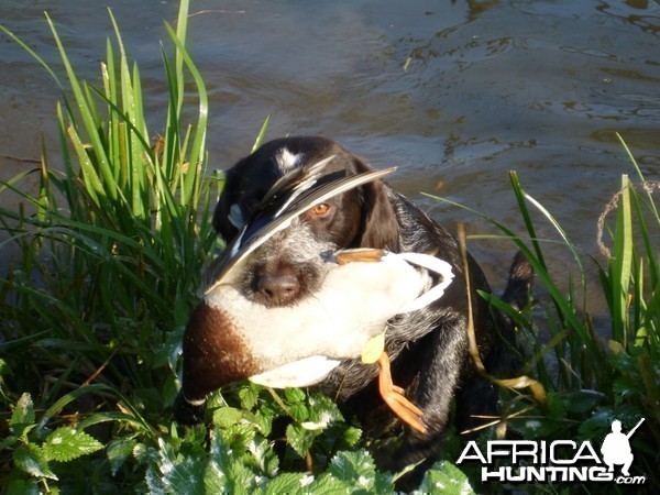 Drahthaar Hunting in France