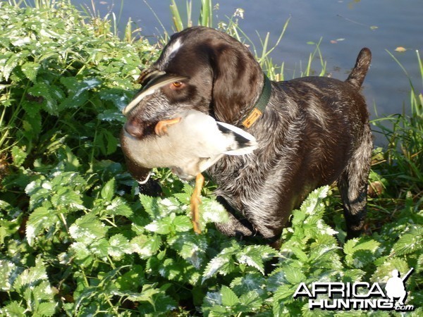 Drahthaar Hunting in France